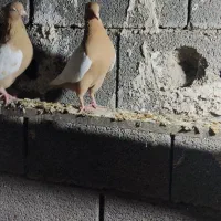 کفتر سینه زرد پرتقالی