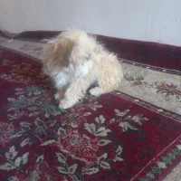 فروش سگ آپارتمانی بسیار آرام وشیرین|سگ|سبزوار, امام خمینی (ناوی)|دیوار