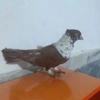 کلاغ نواری نر