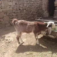 چبش و تقلی|حیوانات مزرعه|قهستان, |دیوار