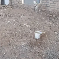 واگذاری توله فیندو نر ۱۰۰روزه از بهترین نسل و نژاد|سگ|اهر, |دیوار