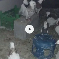 کبوتر