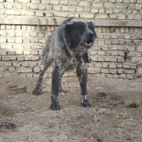 سگ نگهبان قهدرجونی