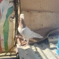 کبوتر کرم پلاکی نر|پرنده|شیراز, شاپورجان|دیوار