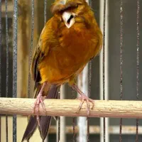 قناری سرخ|پرنده|شیراز, لاله|دیوار