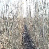 نهال|گل و گیاه طبیعی|ملکان, |دیوار