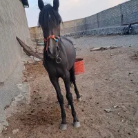 مادیون