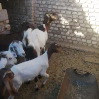 بز محلی و پاکستانی