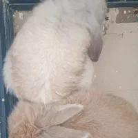 دو عدد خرگوش لوپ بامزه