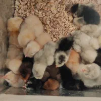 مرغ خروس و جوجه برهما لایت بلو بوف پاتریچ پورسلن|حیوانات مزرعه|مشهد, امیر|دیوار