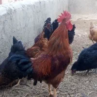 تعدادی خروس|حیوانات مزرعه|شیرینسو, |دیوار