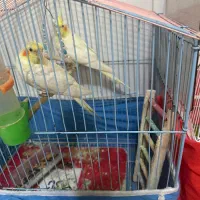 فروش عروس هلندی|پرنده|مشگین شهر, |دیوار