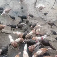 بوقلمون چهار ماهه 750 سه ماهه 600 دو ماهه 500|حیوانات مزرعه|ساری, |دیوار