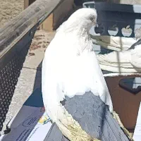 جفت کبوتر دم سیاه