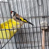 سهره و سهره قناری|پرنده|ری, دیلمان|دیوار