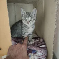 بچه گربه رایگان