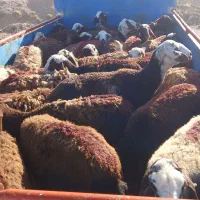 میش پلنگی و افشاری ۸۰ راس