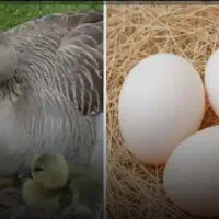 خرید وفروش غاز  وتخم غاز نطفه دار