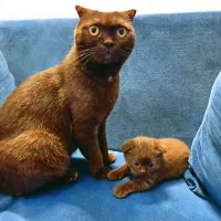 گربه اسکاتیش|گربه|مشهد, هنرستان|دیوار