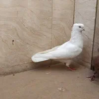 کبوتر اراکی و سرخ|پرنده|امیدیه, |دیوار