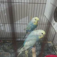 یک جفت مرغ عشق