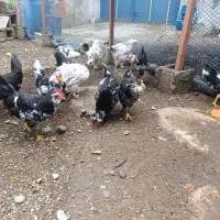 خروس گلین لری
