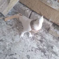 طوقی هفت رنگ نرمست شکار