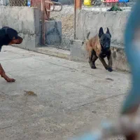 روتوایلر و مالینویز  هم تکی هم با هم(بخون)