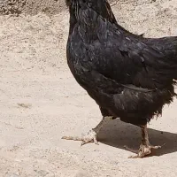 مرغ|حیوانات مزرعه|منج, |دیوار