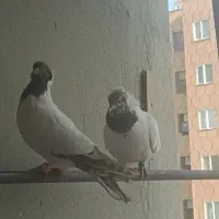 کبوتر پرنده|پرنده|محمدیه-قزوین, |دیوار