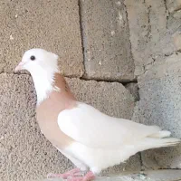 شوش|پرنده|شوش, |دیوار