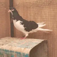 طوقی.خوشرنگ پرنده.کبوترکفتر