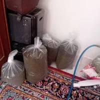 سبزی بی نظیر نیشابور|خوردنی و آشامیدنی|تهران, حشمتیه|دیوار