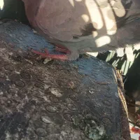 کبوتر
