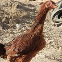 مرغ لاری|حیوانات مزرعه|کبودرآهنگ, |دیوار