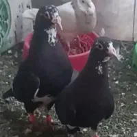پرنده