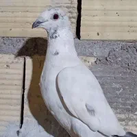 ماده دم سبز پلاکی