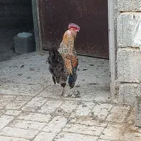 خروس گلین