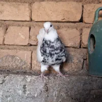 کبوتر طوقی زرین|پرنده|کهک, |دیوار