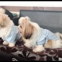 شیتزو سوپر فلت