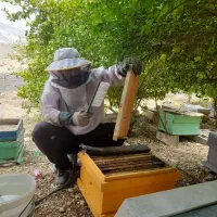 عسل طبیعی