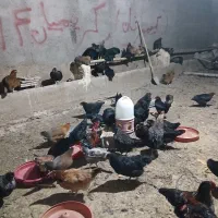 فروش تعدادی مرغ جوان گلین