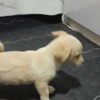 واگذاری سگ پامر اشپیتز|سگ|اهواز, کمپلو جنوبی|دیوار