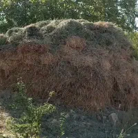 یونجه بسته بزرگ ۲۰۰ تومان