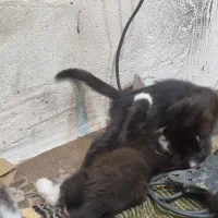 بچه گربه ۲ماه و نیم سیاه دختر