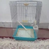 عروس هلندی|پرنده|رباط‌کریم, انجم آباد|دیوار