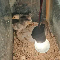 جوجه گلین|حیوانات مزرعه|زید آباد, |دیوار