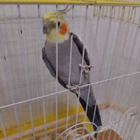 گمشده
