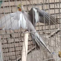 عروس هلندی سینامون مست
