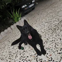 سگ ژرمن بلک